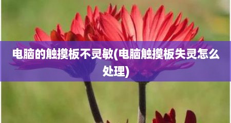 电脑的触摸板不灵敏(电脑触摸板失灵怎么处理)