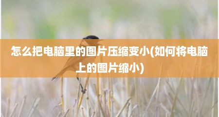 怎么把电脑里的图片压缩变小(如何将电脑上的图片缩小)