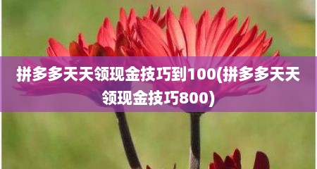 拼多多天天领现金技巧到100(拼多多天天领现金技巧800)