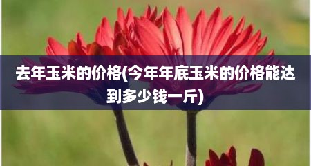 去年玉米的价格(今年年底玉米的价格能达到多少钱一斤)