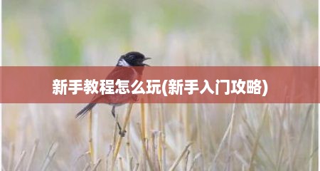 新手教程怎么玩(新手入门攻略)