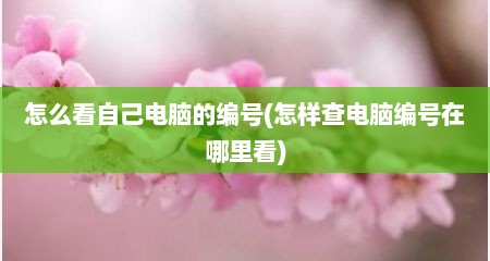 怎么看自己电脑的编号(怎样查电脑编号在哪里看)