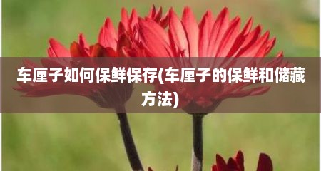 车厘子如何保鲜保存(车厘子的保鲜和储藏方法)