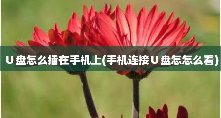 ∪盘怎么插在手机上(手机连接∪盘怎怎么看)