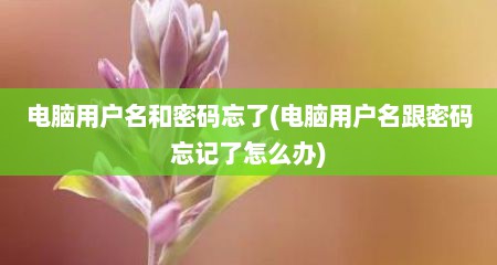 电脑用户名和密码忘了(电脑用户名跟密码忘记了怎么办)