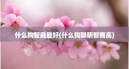 什么狗智商最好(什么狗聪明智商高)