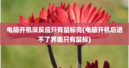 电脑开机没反应只有鼠标亮(电脑开机后进不了界面只有鼠标)