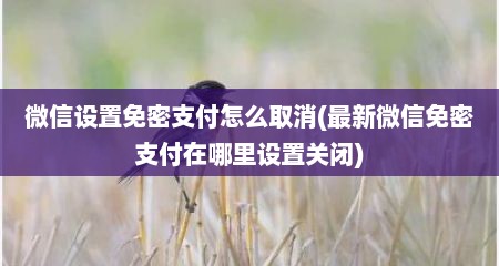 微信设置免密支付怎么取消(最新微信免密支付在哪里设置关闭)