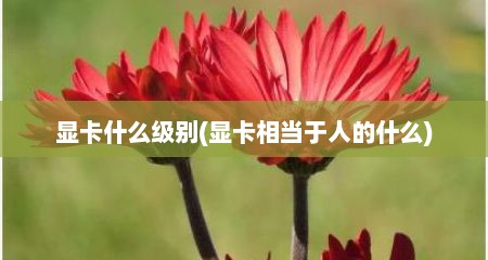 显卡什么级别(显卡相当于人的什么)