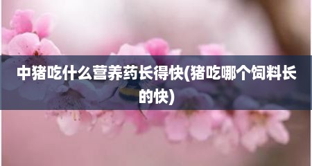 中猪吃什么营养药长得快(猪吃哪个饲料长的快)