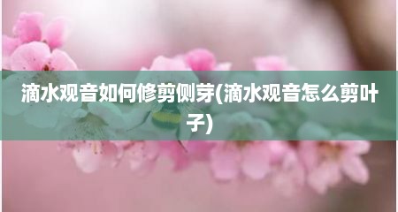 滴水观音如何修剪侧芽(滴水观音怎么剪叶子)