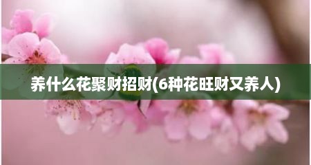 养什么花聚财招财(6种花旺财又养人)