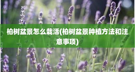 柏树盆景怎么栽活(柏树盆景种植方法和注意事项)