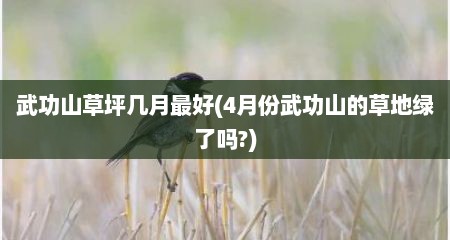 武功山草坪几月最好(4月份武功山的草地绿了吗?)