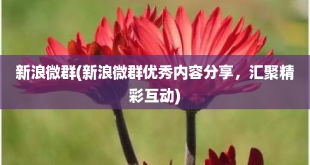 新浪微群(新浪微群优秀内容分享，汇聚精彩互动)