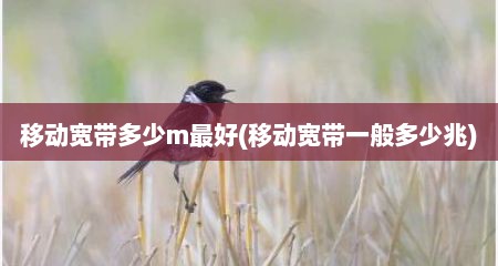 移动宽带多少m最好(移动宽带一般多少兆)