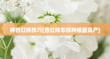 种西红柿技巧(西红柿怎样种植最高产)