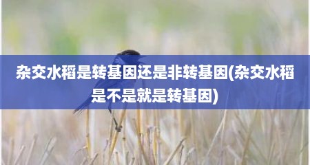 杂交水稻是转基因还是非转基因(杂交水稻是不是就是转基因)