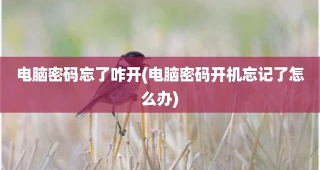 电脑密码忘了咋开(电脑密码开机忘记了怎么办)