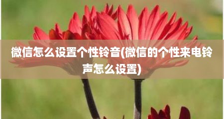 微信怎么设置个性铃音(微信的个性来电铃声怎么设置)