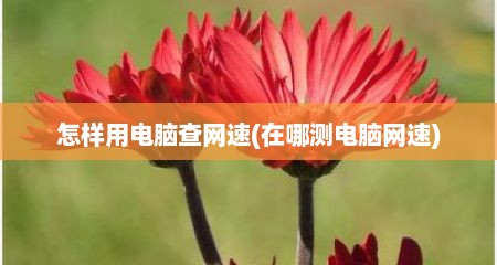 怎样用电脑查网速(在哪测电脑网速)