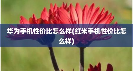 华为手机性价比怎么样(红米手机性价比怎么样)