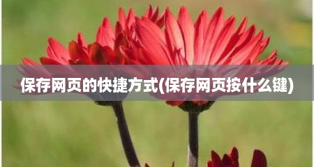 保存网页的快捷方式(保存网页按什么键)