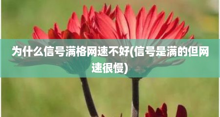 为什么信号满格网速不好(信号是满的但网速很慢)