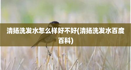 清扬洗发水怎么样好不好(清扬洗发水百度百科)