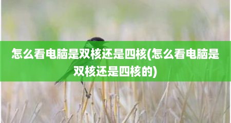 怎么看电脑是双核还是四核(怎么看电脑是双核还是四核的)