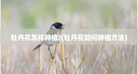 牡丹花怎样种植?(牡丹花如何种植方法)