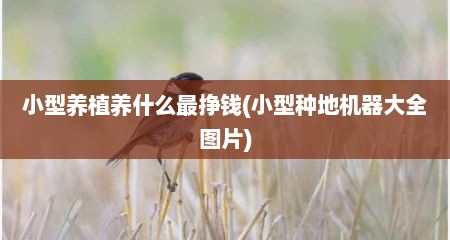 小型养植养什么最挣钱(小型种地机器大全图片)