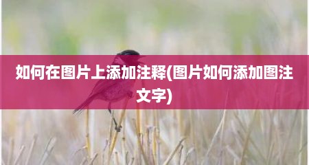 如何在图片上添加注释(图片如何添加图注文字)