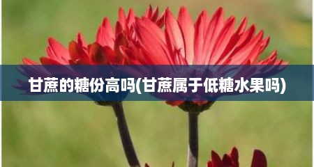 甘蔗的糖份高吗(甘蔗属于低糖水果吗)