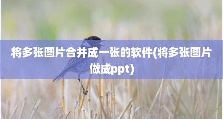 将多张图片合并成一张的软件(将多张图片做成ppt)