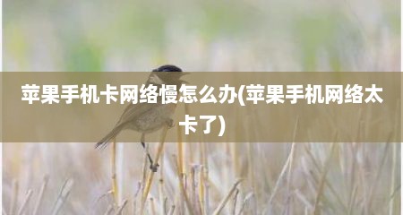 苹果手机卡网络慢怎么办(苹果手机网络太卡了)