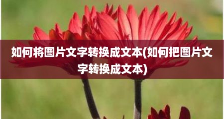 如何将图片文字转换成文本(如何把图片文字转换成文本)