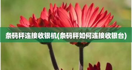 条码秤连接收银机(条码秤如何连接收银台)