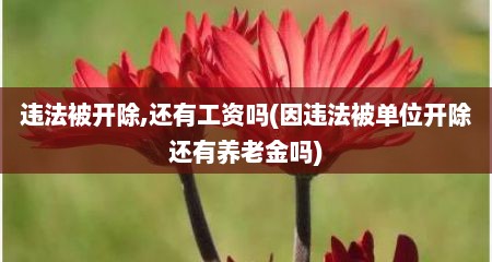 违法被开除,还有工资吗(因违法被单位开除还有养老金吗)