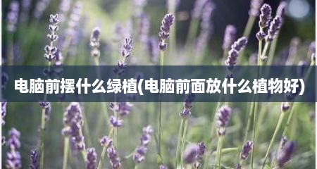 电脑前摆什么绿植(电脑前面放什么植物好)