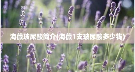 海薇玻尿酸简介(海薇1支玻尿酸多少钱)