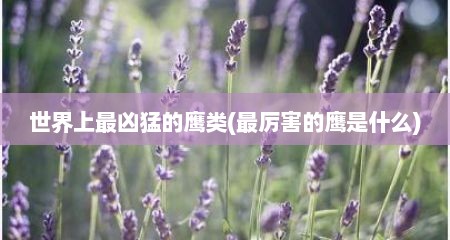 世界上最凶猛的鹰类(最厉害的鹰是什么)