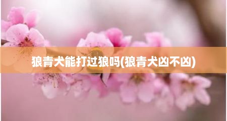 狼青犬能打过狼吗(狼青犬凶不凶)