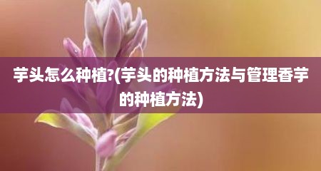 芋头怎么种植?(芋头的种植方法与管理香芋的种植方法)