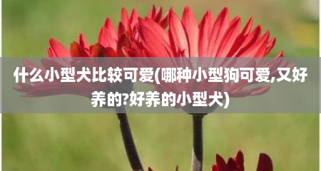 什么小型犬比较可爱(哪种小型狗可爱,又好养的?好养的小型犬)