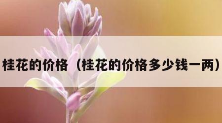 桂花的价格（桂花的价格多少钱一两）