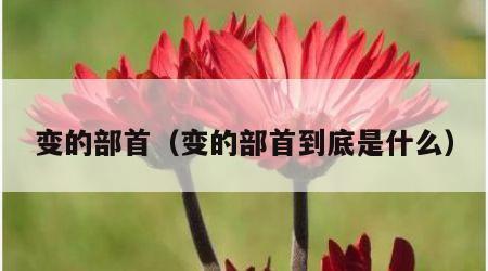 变的部首（变的部首到底是什么）