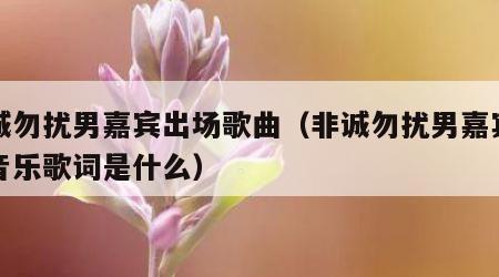 非诚勿扰男嘉宾出场歌曲（非诚勿扰男嘉宾出场音乐歌词是什么）