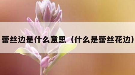 蕾丝边是什么意思（什么是蕾丝花边）