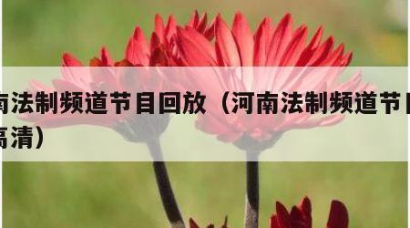 河南法制频道节目回放（河南法制频道节目回放高清）